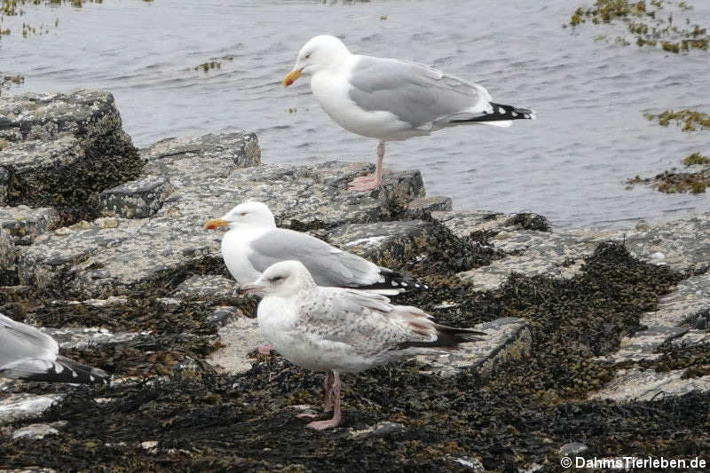 Larus argentatus argenteus