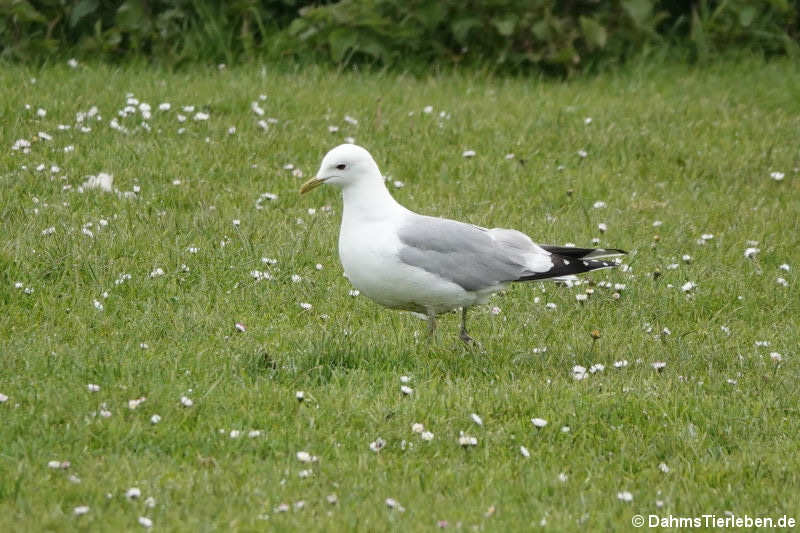 Sturmmöwe (Larus canus canus)