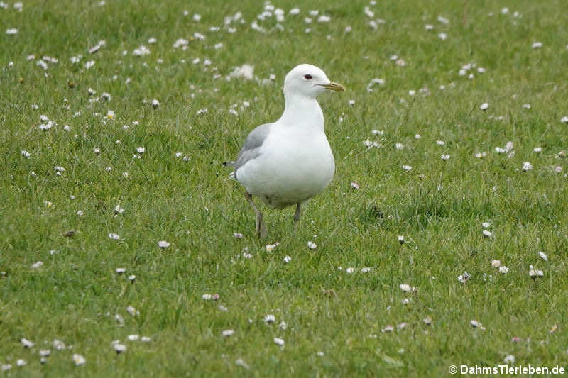 Larus canus canus