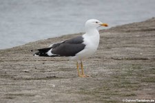 Heringsmöwe (Larus fuscus graellsii) in Kirkwall, Orkney Islands, Schottland