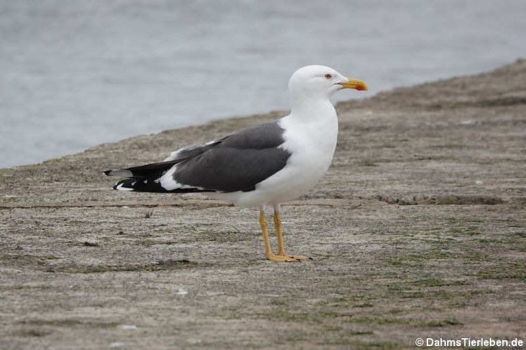 Larus fuscus graellsii