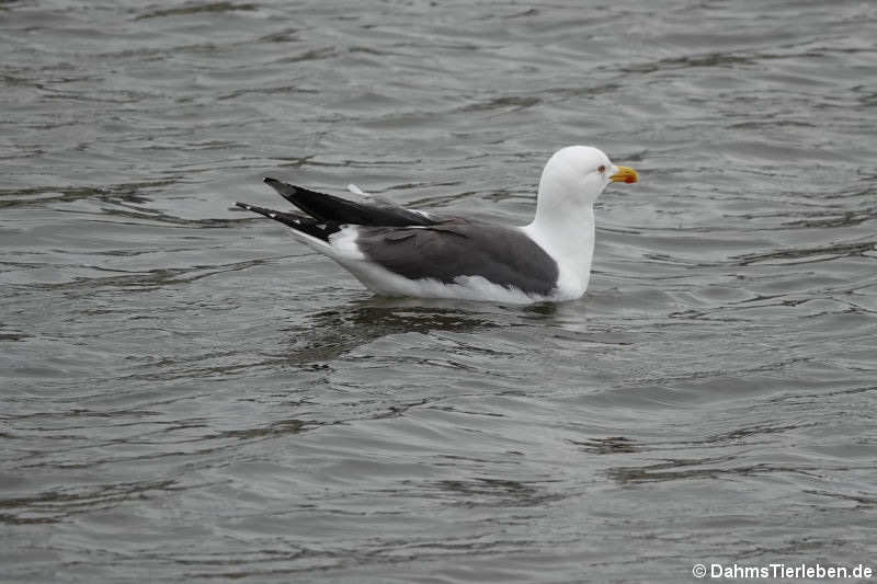 Larus marinus