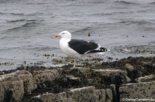 Mantelmöwe (Larus marinus) in Kirkwall, Orkney Islands, Schottland