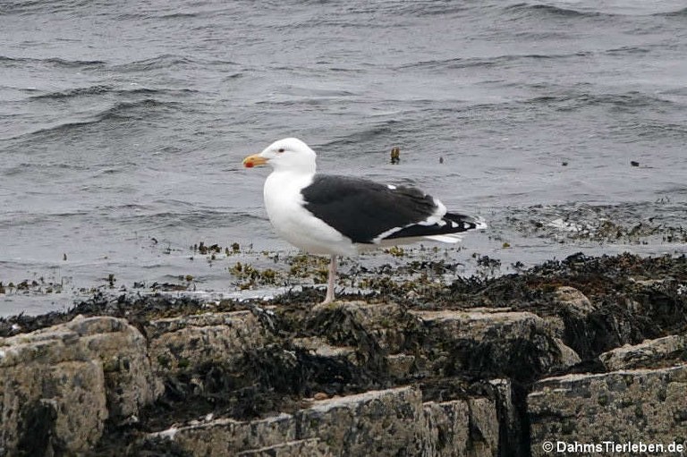 Larus marinus