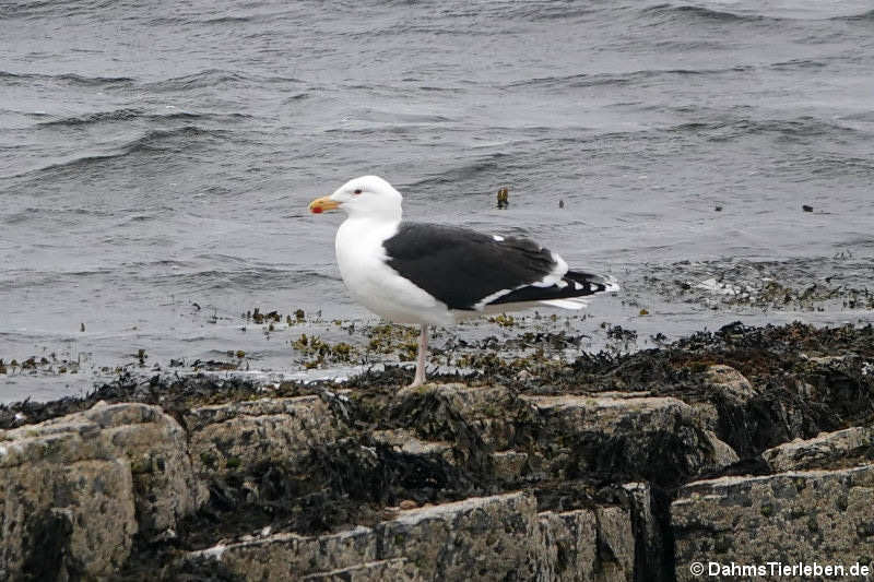 Mantelmöwe (Larus marinus)