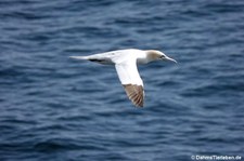 Basstölpel (Morus bassanus) nahe der Orkney Islands, Schottland