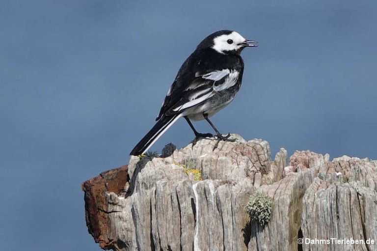 Motacilla alba alba