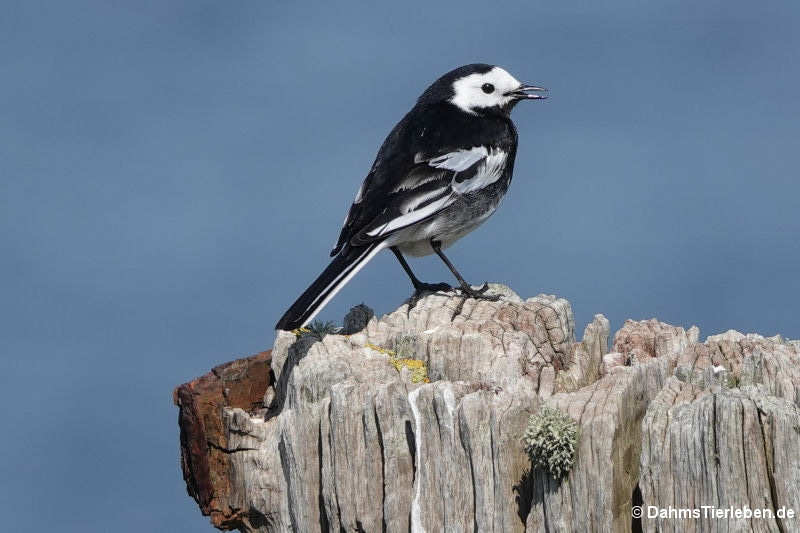 Bachstelze (Motacilla alba alba)