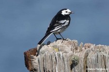 Bachstelze (Motacilla alba alba) in Kirkwall, Orkney Islands, Schottland