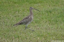 Brachvogel (Numenius arquata arquata) am Ring of Brodgar, Orkney Islands, Schottland