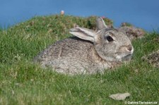 Wildkaninchen (Oryctolagus cuniculus) am Marwick Head, Orkney Islands, Schottland