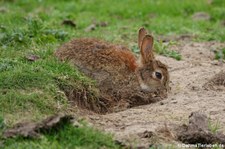 Wildkaninchen (Oryctolagus cuniculus) bei Skara Brae, Orkney Islands, Schottland