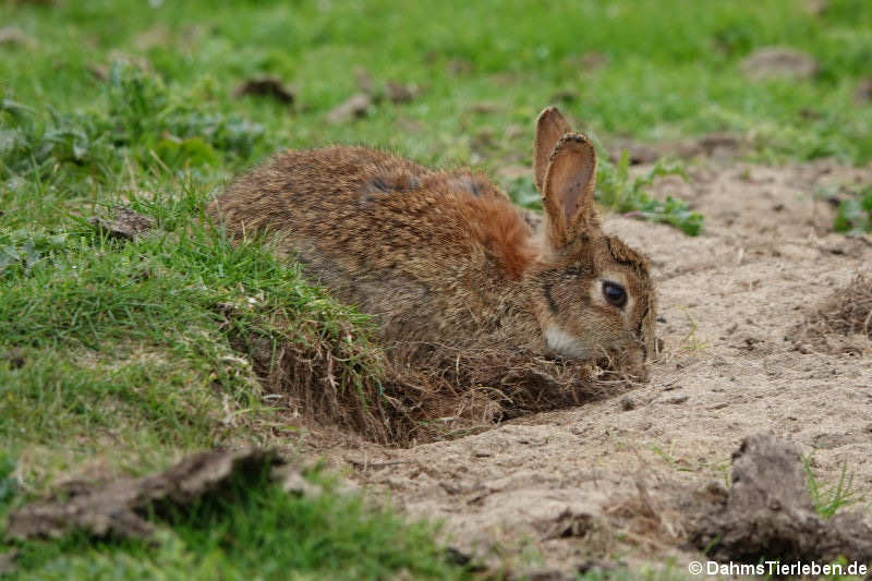 Wildkaninchen (Oryctolagus cuniculus)