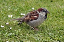 männlicher Haussperling (Passer domesticus domesticus) in Kirkwall, Orkney Islands, Schottland