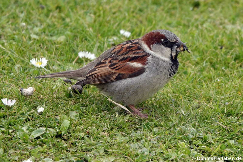 männlicher Haussperling