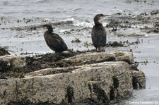 Kormorane (Phalacrocorax carbo carbo) in Kirkwall, Orkney Islands, Schottland