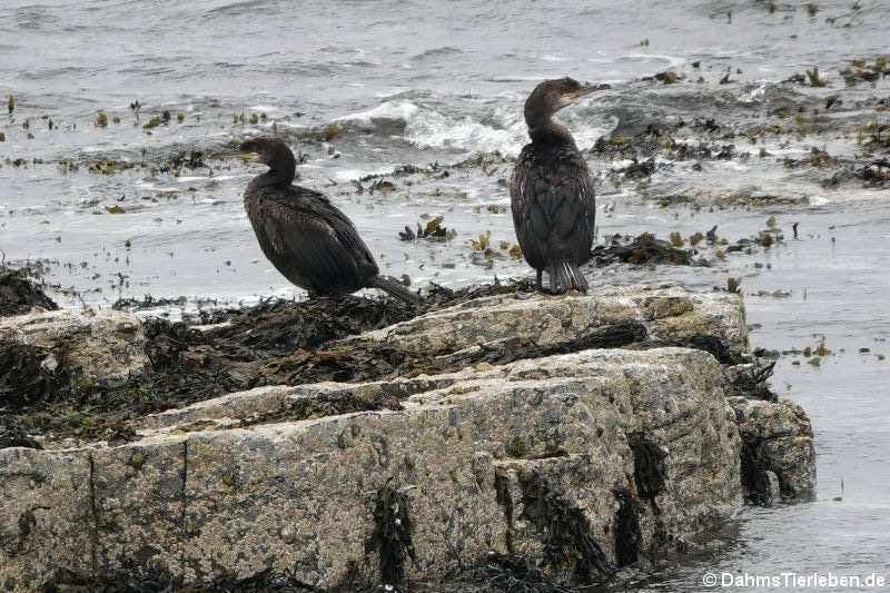 Kormorane (Phalacrocorax carbo carbo)