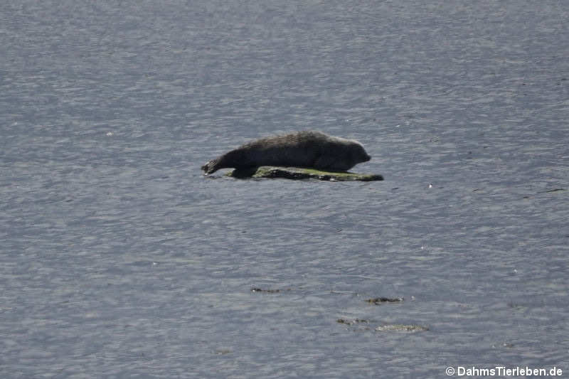 Seehund (Phoca vitulina)