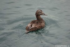 weibliche Eiderente (Somateria mollissima mollissima) in Kirkwall, Orkney Islands, Schottland