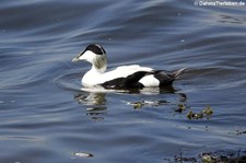 männliche Eiderente (Somateria mollissima mollissima) in Invergordon, Schottland