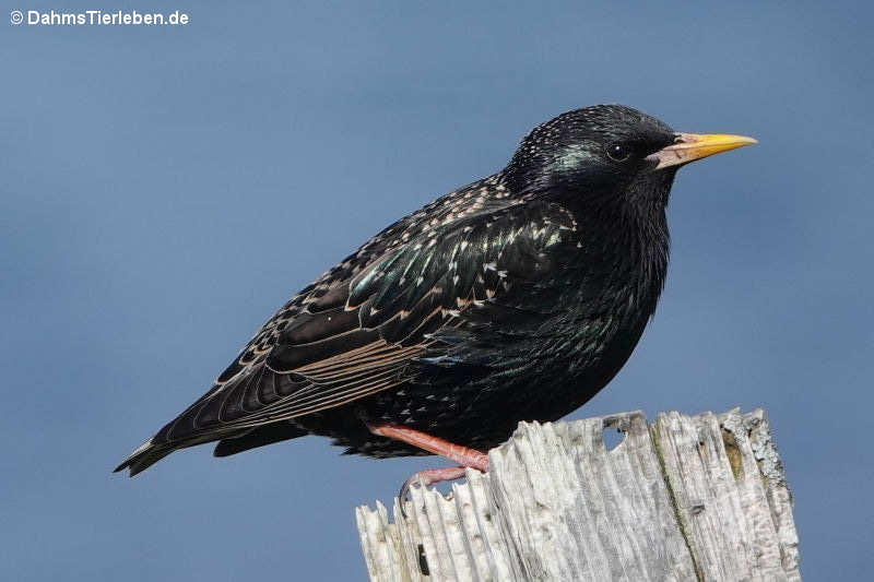 Star (Sturnus vulgaris vulgaris)