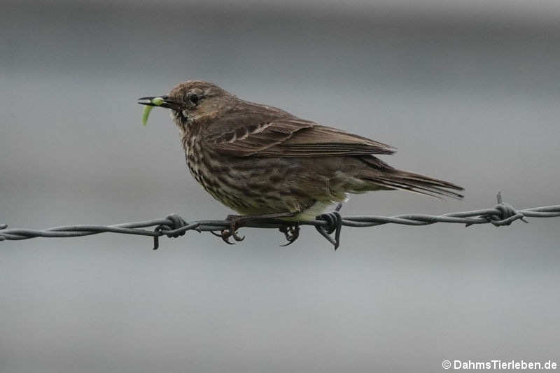 Turdus philomelos