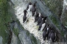 Trottellummen (Uria aalge) am Vogelfelsen Marwick Head, Orkney Islands, Schottland