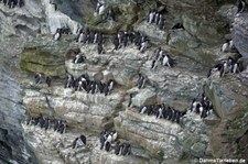 Trottellummen (Uria aalge) am Vogelfelsen Marwick Head, Orkney Islands, Schottland