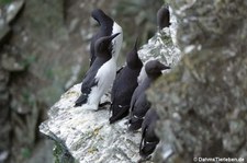 Trottellummen (Uria aalge) am Vogelfelsen Marwick Head, Orkney Islands, Schottland