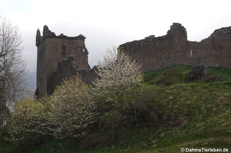 Urquhart Castle