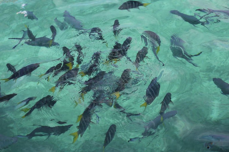 Fische vor der Île St. Pierre