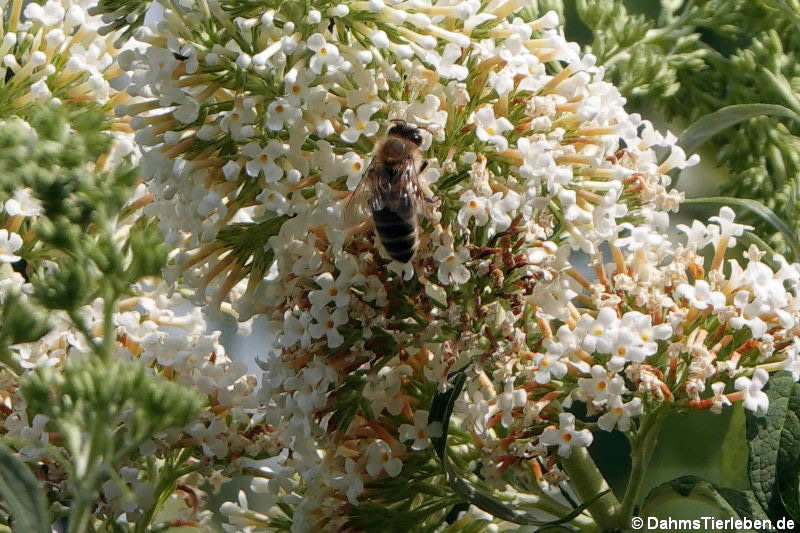 Apis mellifera