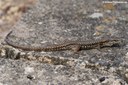 Podarcis muralis