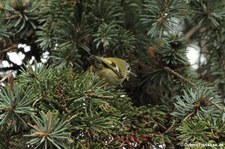 Wintergoldhähnchen (Regulus regulus) am Steinneuer Hof in Köln