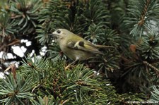 Wintergoldhähnchen (Regulus regulus) am Steinneuer Hof in Köln