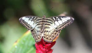 Parthenos sylvia