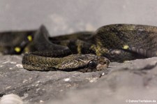 Hundszahn-Nachtbaumnatter (Boiga cynodon) im Dusit Zoo in Bangkok, Thailand