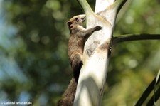 Graubauchhörnchen (Callosciurus caniceps) im Dusit Zoo in Bangkok, Thailand