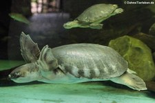 Papua-Weichschildkröte (Carettochelys insculpta) im Dusit Zoo in Bangkok, Thailand