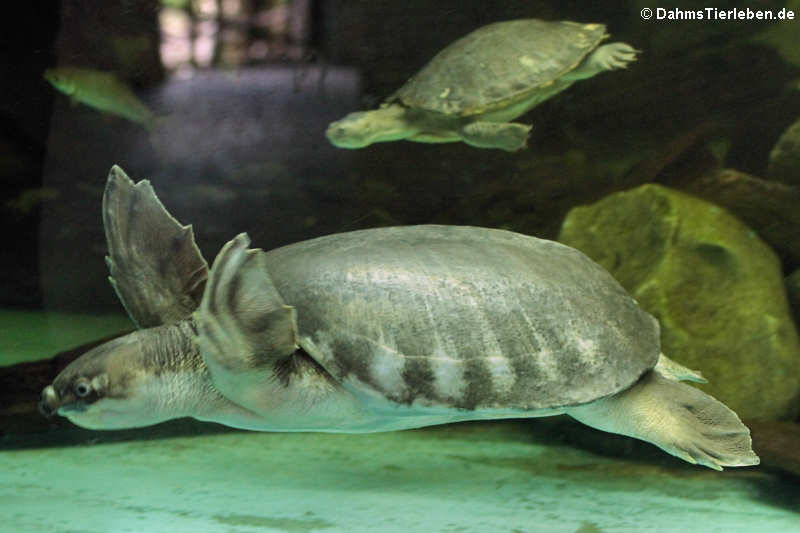 Papua-Weichschildkröte (Carettochelys insculpta)