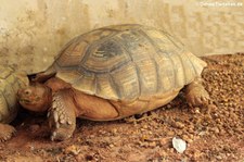 Spornschildkröte (Centrochelys sulcata) im Dusit Zoo in Bangkok, Thailand