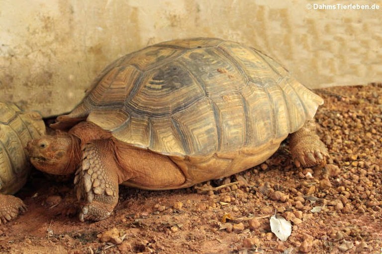 Centrochelys sulcata