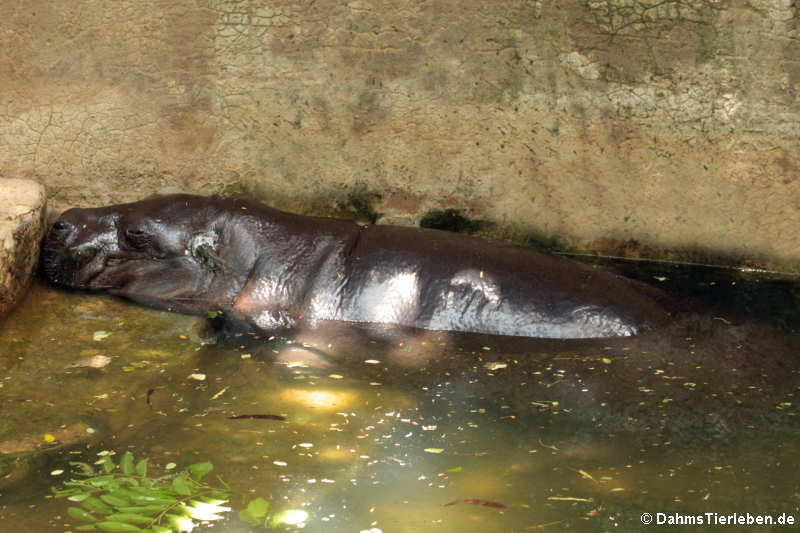 Zwergflusspferd (Choeropsis liberiensis)