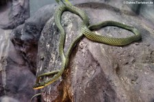 Grüne Schmuckbaumnatter (Chrysopelea ornata) im Dusit Zoo in Bangkok, Thailand