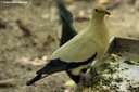 Ducula bicolor