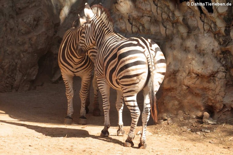 Equus quagga burchellii