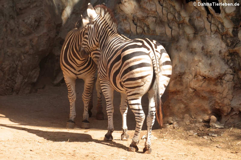 Burchell-Steppenzebras (Equus quagga burchellii)