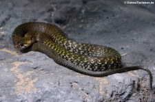 Gelbflecken-Fischnatter (Fowlea flavipunctatus) im Dusit Zoo in Bangkok, Thailand