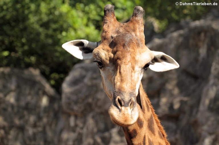 Giraffa camelopardalis