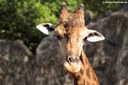 Giraffa camelopardalis